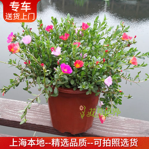 太阳花盆栽耐晒花期长阳台窗台