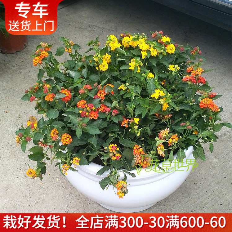 五色梅盆栽五彩花 驱蚊虫作用好 花...