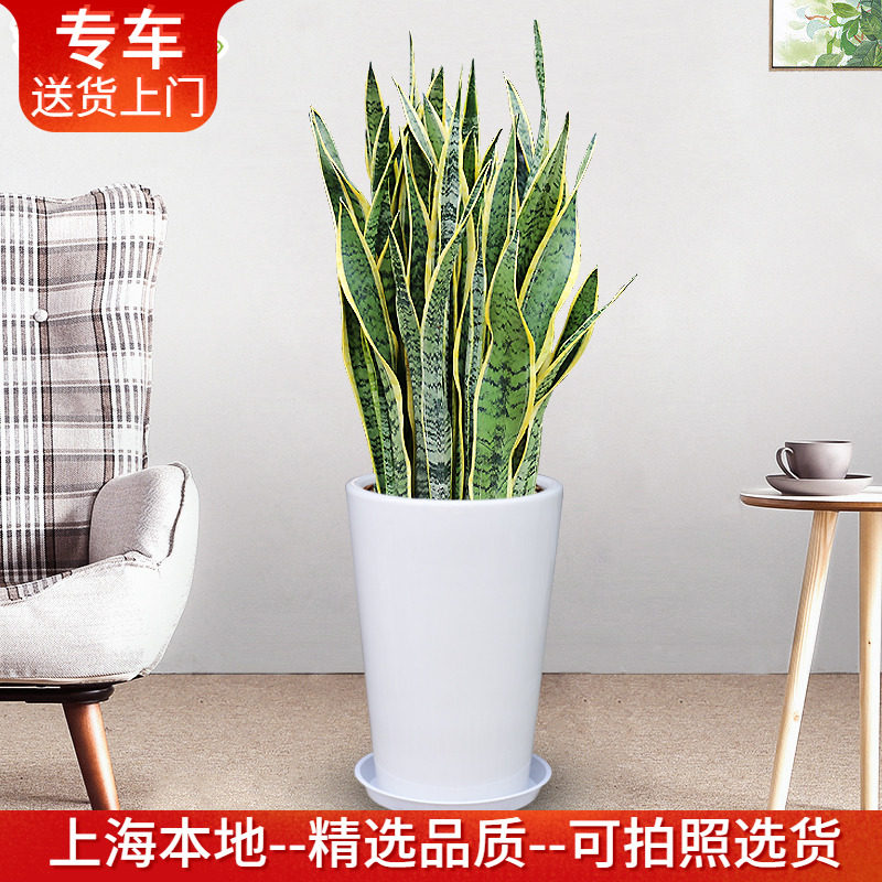 大型金边虎皮兰盆栽耐干净化空气室内客厅卧室绿植物晚上释放氧气,鲜花速递/花卉仿真/绿植园艺,大型绿植/成品组合盆栽,淘宝优惠券,粉丝福利购,淘宝优惠卷