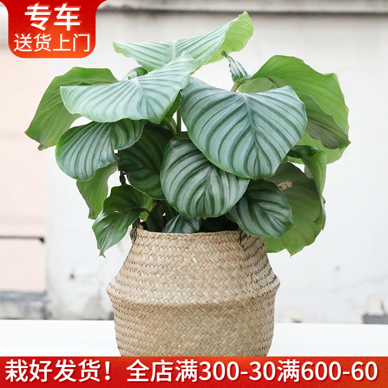 青苹果竹芋盆栽彩虹新飞羽马克思