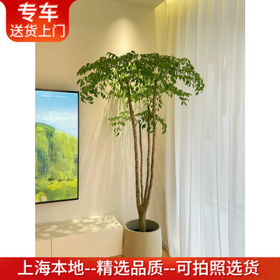 老桩幸福树幌伞枫盆栽室内绿植物