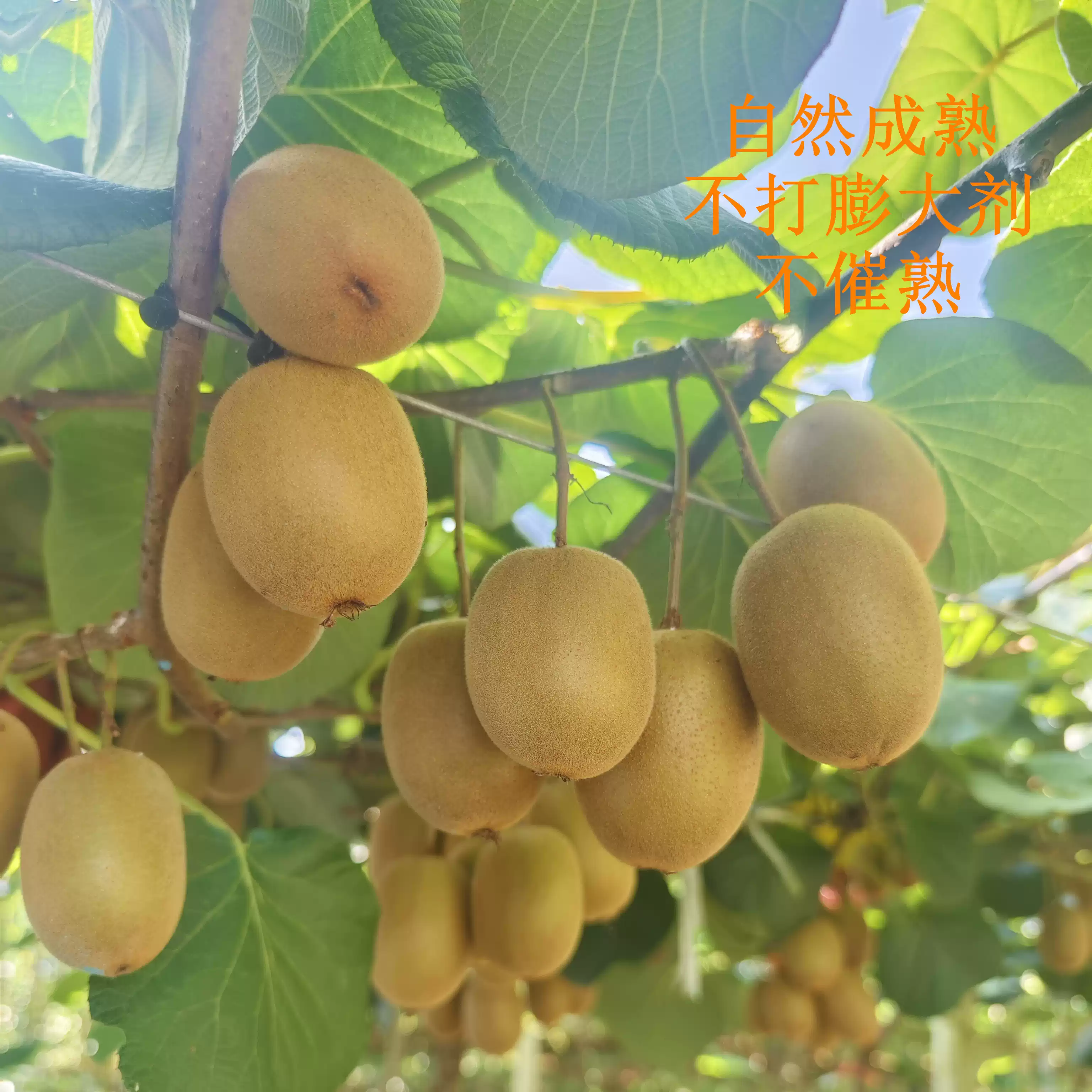 重庆黔江武陵山猕猴桃新鲜当季孕妇水果包邮整箱中秋送礼礼盒5斤