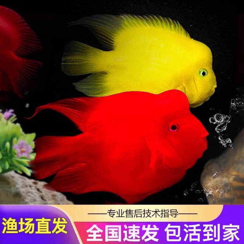 红财神鱼热带观赏淡水鱼