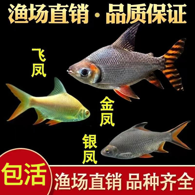 宠物鱼活鱼直纹金凤鱼观赏鱼