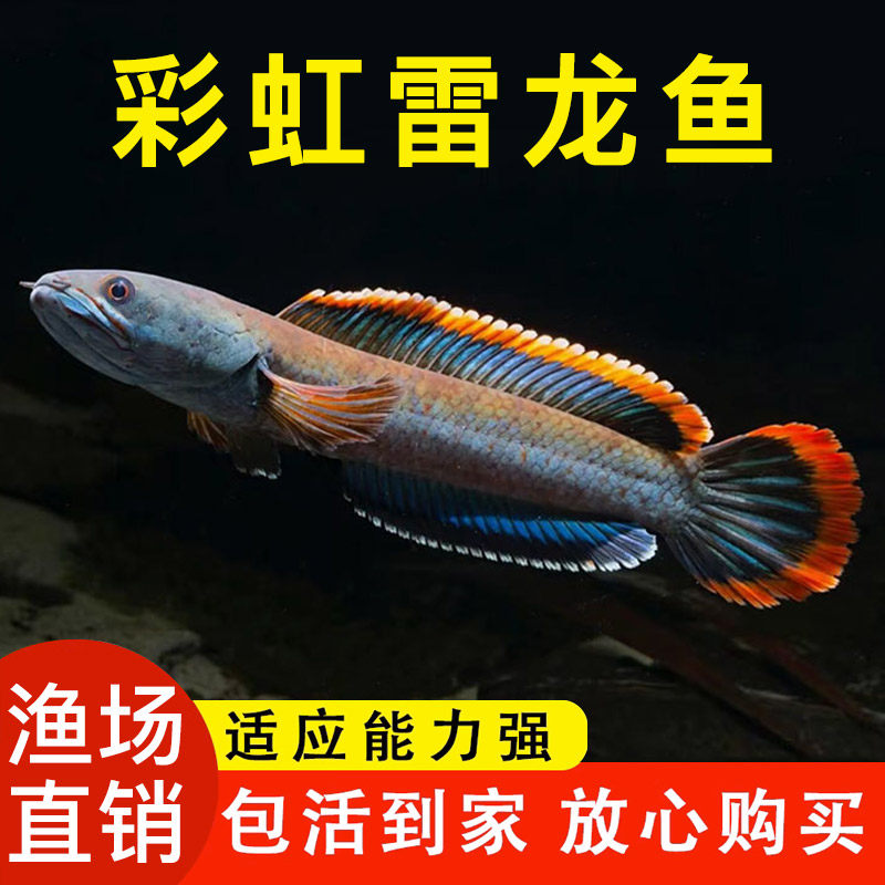 彩虹雷龙鱼冷水鱼七彩鱼