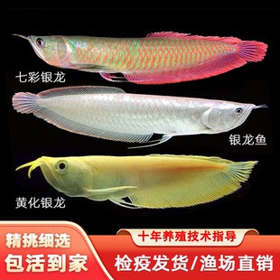 七彩银龙鱼活鱼苗大型热带观赏鱼银龙鱼黄化银龙练手活体银龙鱼苗