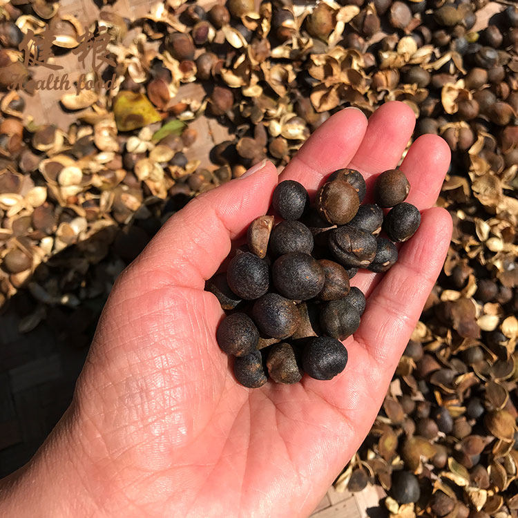 福建深山野生油茶籽果5斤包邮 老品种小粒珍珠山茶油籽果实茶籽仁