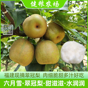 建宁翠冠梨 福建三明黄花梨新鲜现摘水果冠玉 非上海树山脆冠梨子
