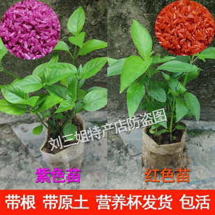 红蓝草紫蓝草苗红兰天然食用色素清明草盆栽四季植物染色紫米草苗