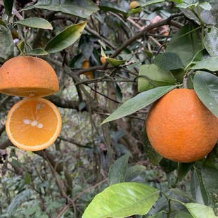 正宗老品种广柑现摘现发新鲜水果橙子泡广柑酒榨汁橙子整箱包邮