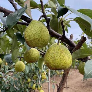 代加工 新鲜莱阳梨 252克 瓶 买5份减20元 莱阳慈梨膏 2瓶装