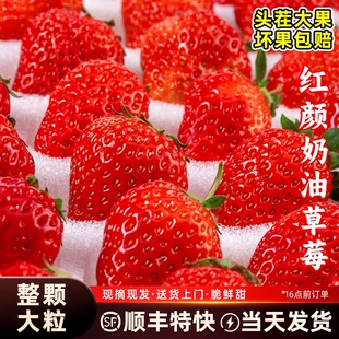 上海青浦奶油红颜草莓当季有机水果现摘现发包邮顺丰