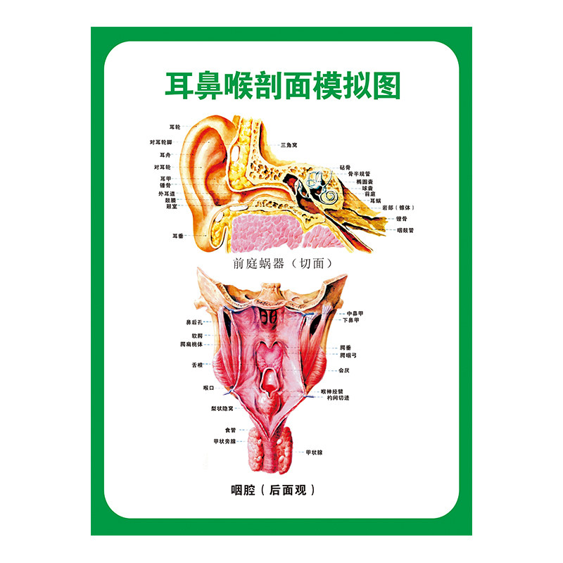 医学声带耳鼻喉口腔眼睛男女泌尿呼吸系统解剖结构挂图海报展板画