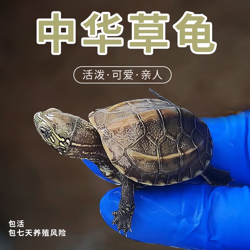 草龟苗小乌龟活物体金线龟纯种大草龟外塘墨龟花珍珠中华宠物龟公