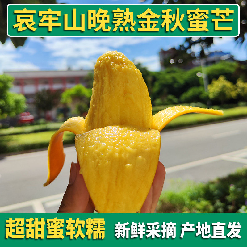 中秋送礼云南晚熟金秋蜜芒果哈尼蜜芒 元江芒果甜心孕妇新鲜水果