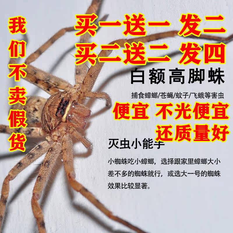灭小强天敌克星蚊虫白额高脚蛛