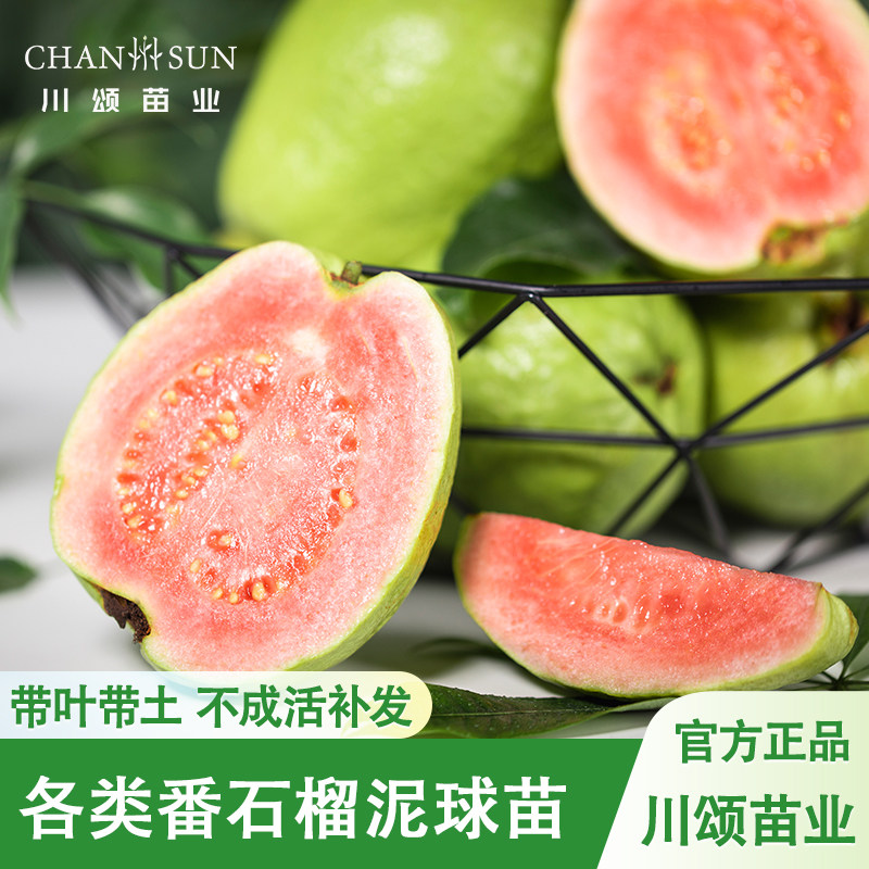 【源头基地】番石榴树苗白肉珍珠番石榴红心红肉芭乐树苗四季结果