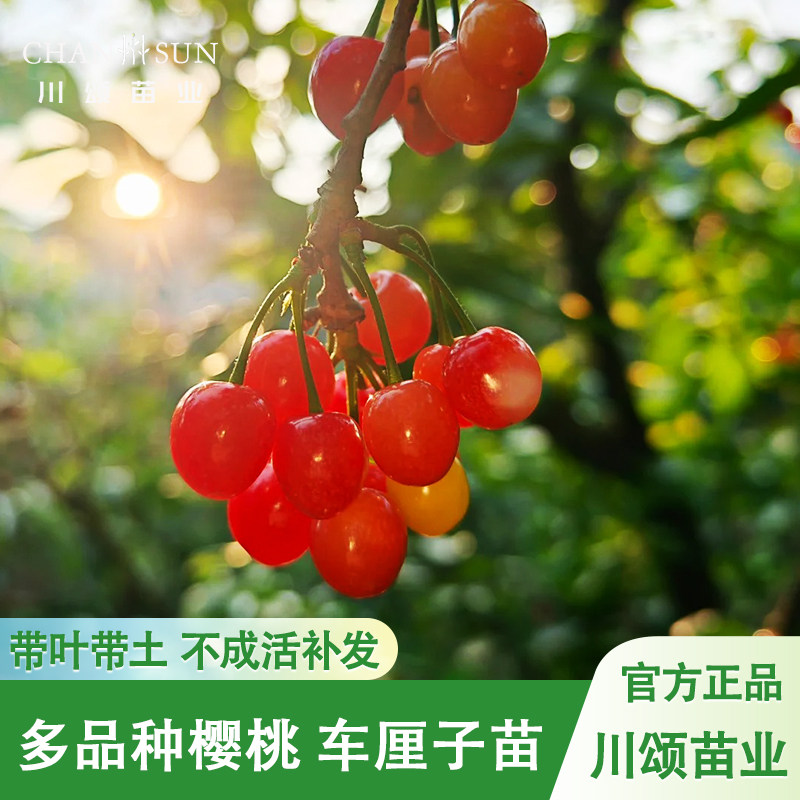 【源头基地】正宗车厘子树苗黑珍珠大樱桃果树美早果树苗盆栽地栽