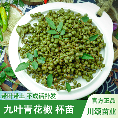 【基地直发】正宗九叶青花椒苗果树苗地栽大红袍花椒苗带土叶麻椒