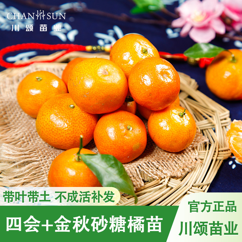 正宗砂糖橘爱媛泥球苗日南一号无核青皮柑橘苗蜜橘苗沃柑杯苗