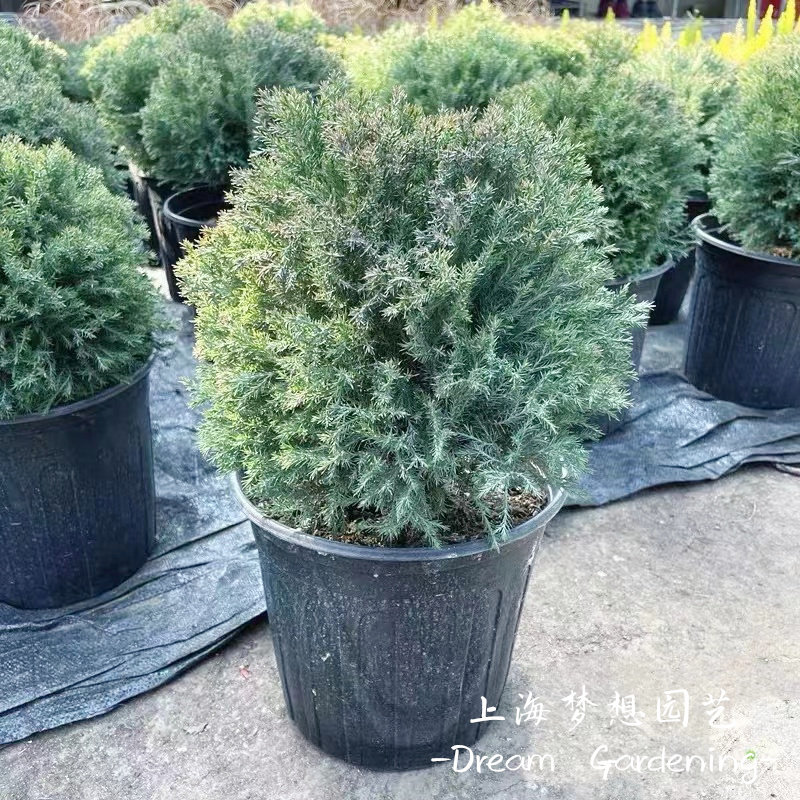 皮球柏盆栽 雾凇 松柏球花镜植物多年生庭院阳台耐寒耐热常绿乔木