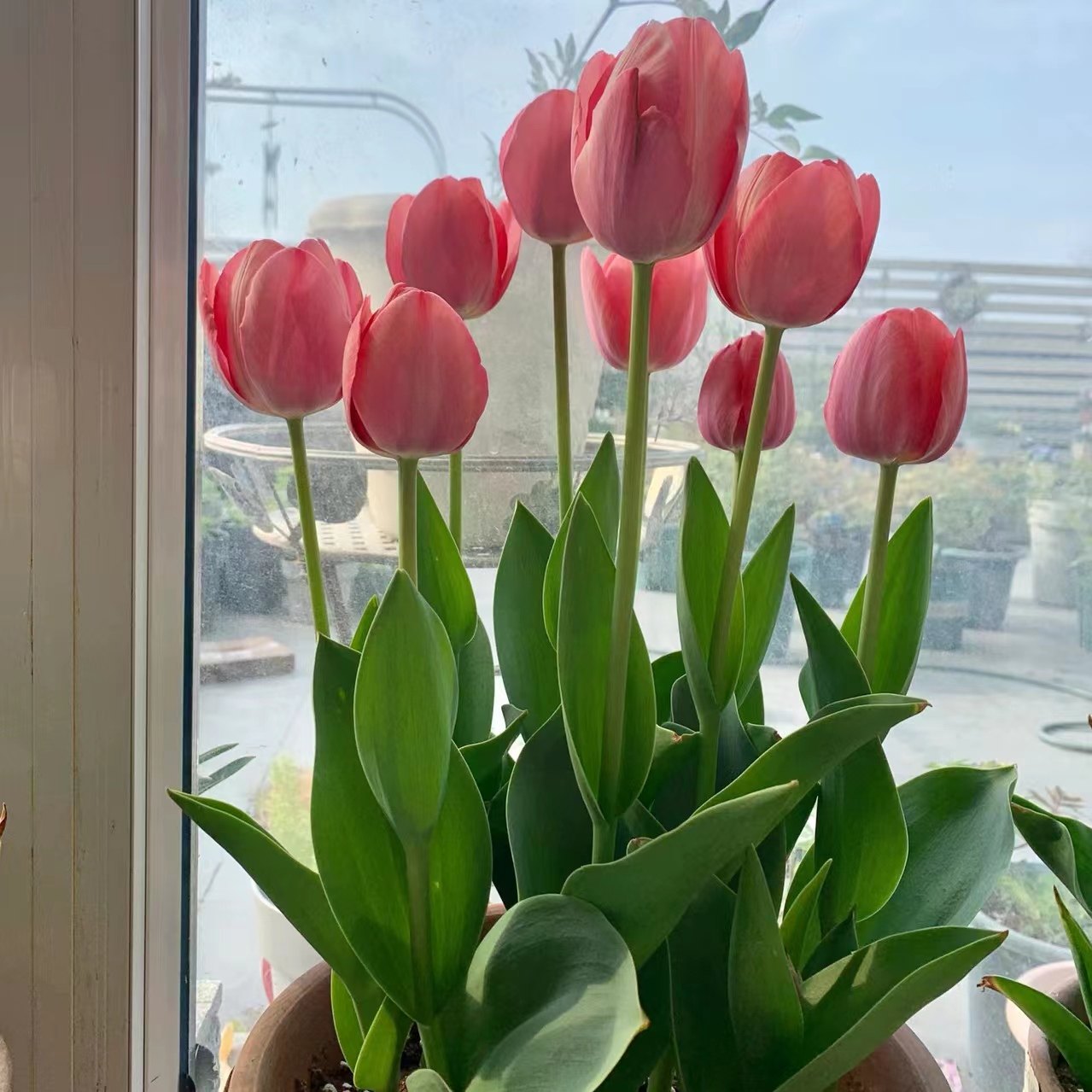 郁金香种球水培花卉植物四季开花盆栽苗室内好活水养土培重瓣进口