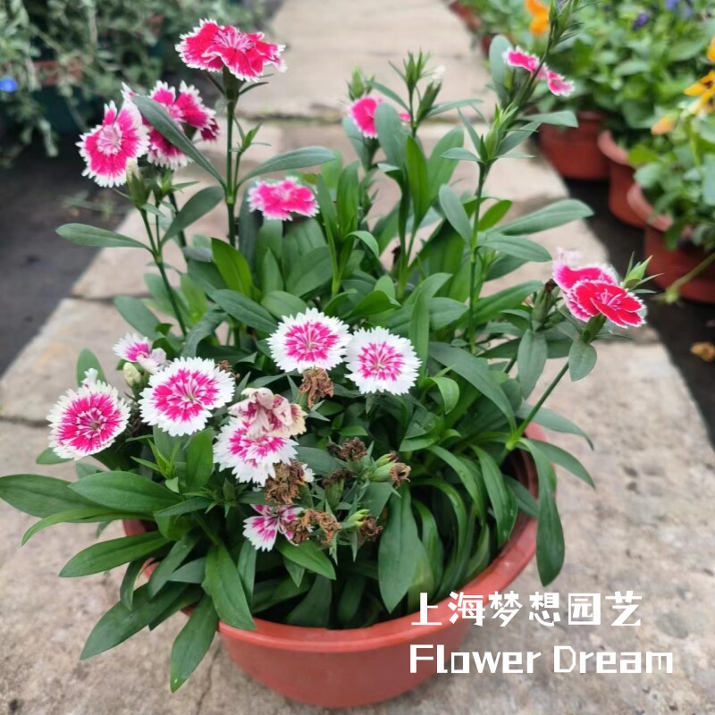 花毯石竹 耐寒石竹梅 绣球石竹 霹雳石竹  庭院阳台花卉 花期较长