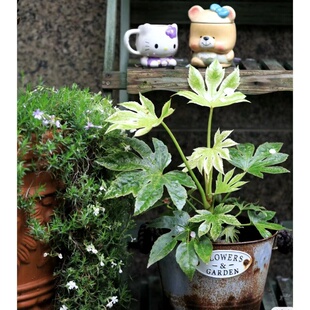 花叶八角金盘白锦八角 花叶熊掌木盆栽  爬藤观叶盆栽 多年生耐阴