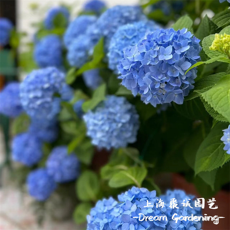 无尽夏绣球 惠子小姐 薄荷拇指 白衣天使 多年生耐热庭院耐阴花卉