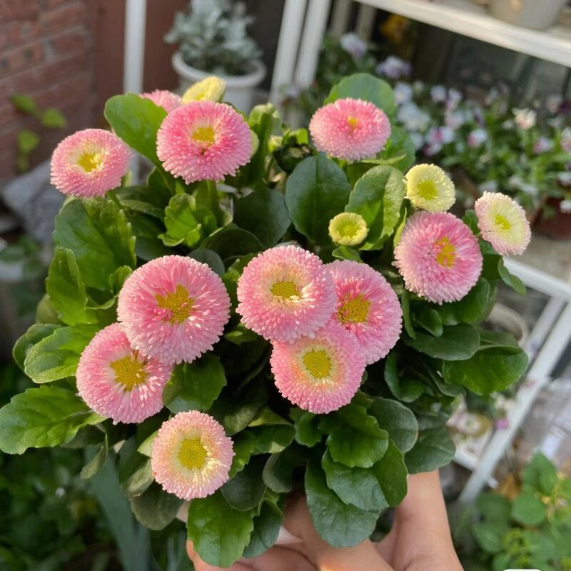 耐寒小雏菊盆栽带花发 红色小雏菊 可爱小球菊  庭院阳台盆栽花卉