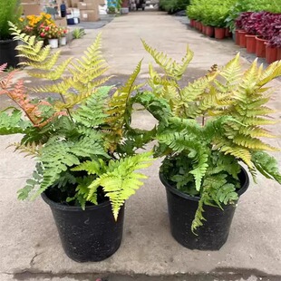 彩虹蕨 红盖鳞毛蕨 胎生狗脊蕨多年生露天蕨类植物 耐寒花镜植物