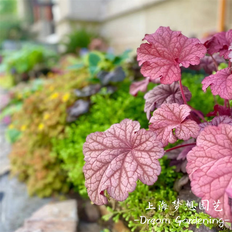 矾根盆栽 花园调色板 花镜植物 多年生耐寒耐热庭院阳台四季常绿