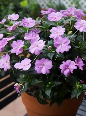 凤仙花盆栽四季开花室内庭院阳台花卉净化空气皮实好养的花吸甲醛