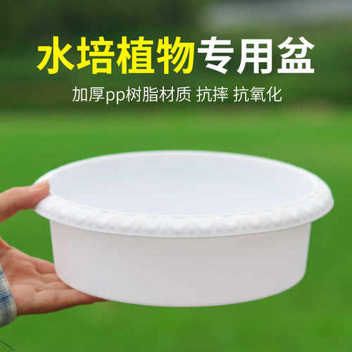 无孔铜钱草水培睡莲简约树脂加厚