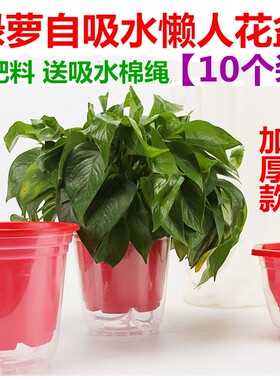 自动吸水透明储水特价懒人花盆