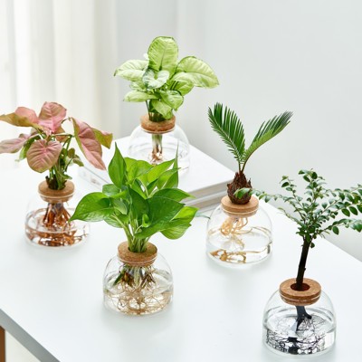 水培植物室内净化空气美观