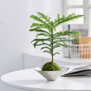 乐可植物 南洋杉盆栽苔藓球绿植室内客厅办公桌面水培懒人圣诞树