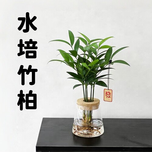 水培竹柏小盆栽易养桌面驱蚊植物