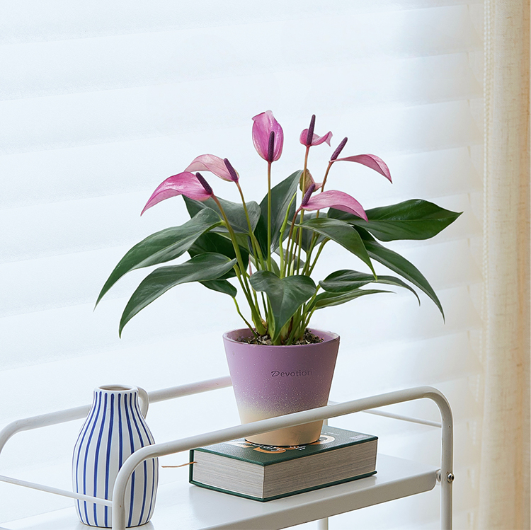 紫掌齐祖紫香妃植物室内桌面绿植好养懒人花卉盆栽办公室净化空气