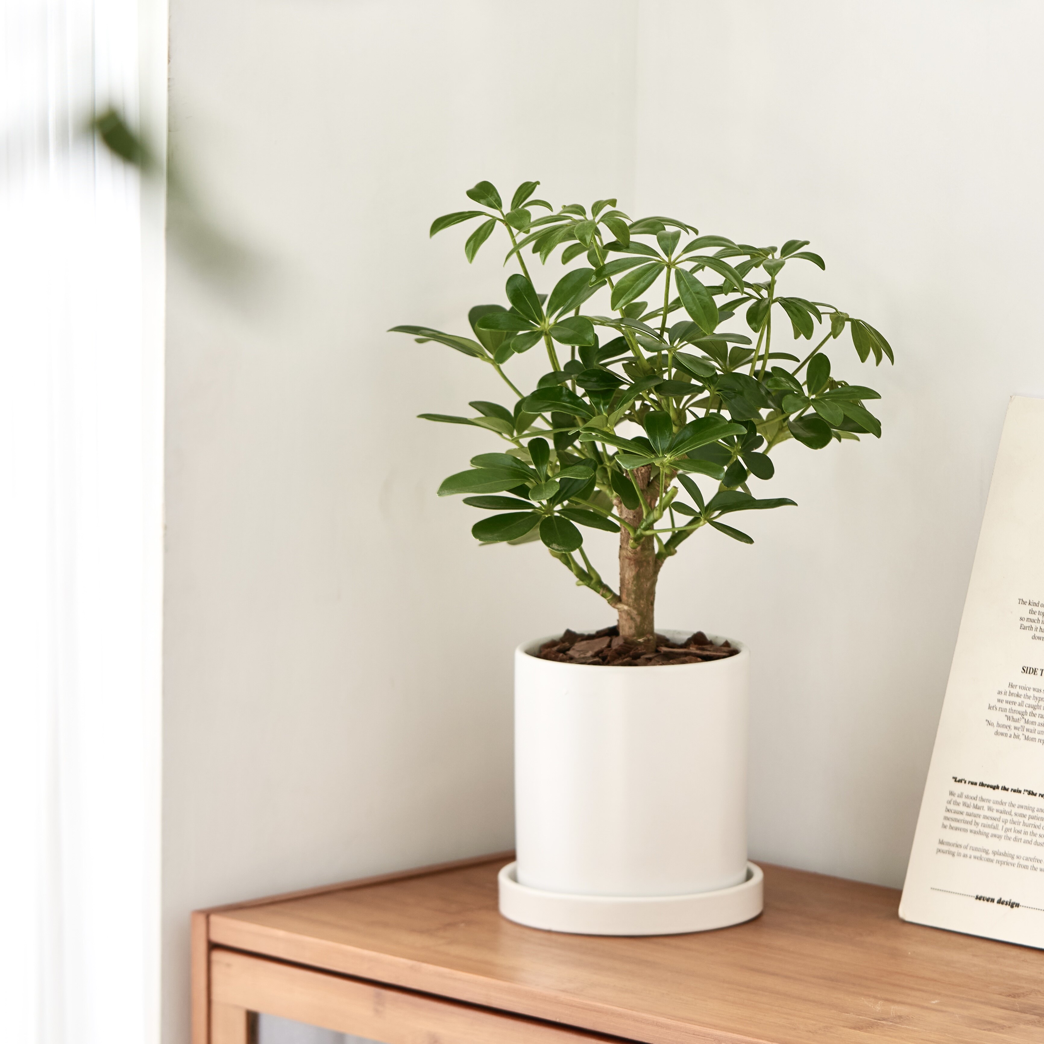 鹅掌柴老桩台湾鸭脚木植物耐阴客厅盆栽绿植家居室内八方来财桌面