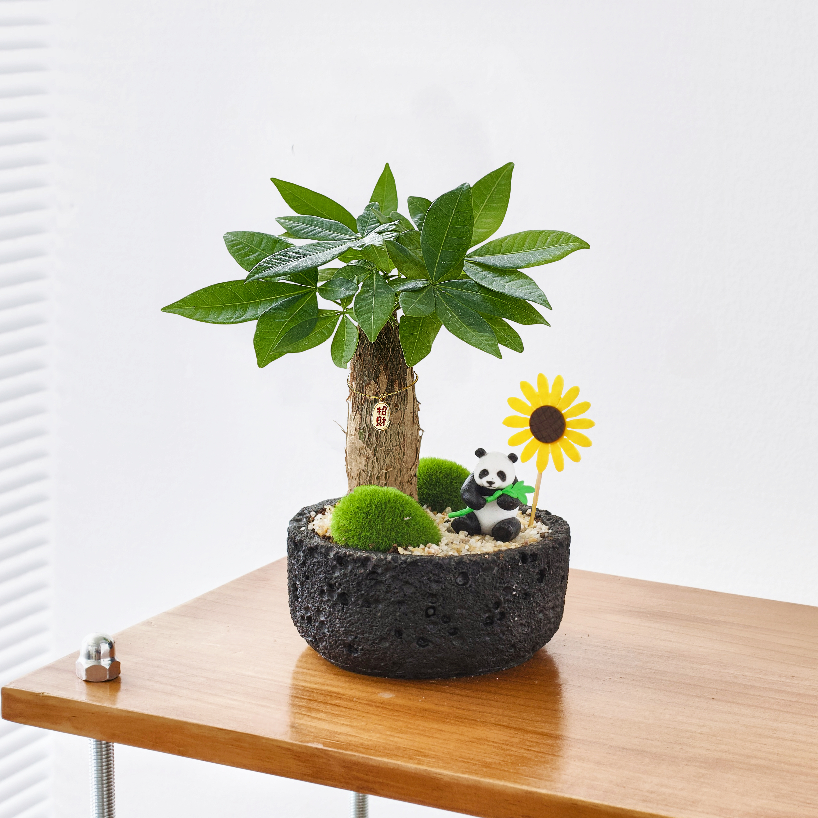趣味发财树治愈盆栽桌面好养绿植