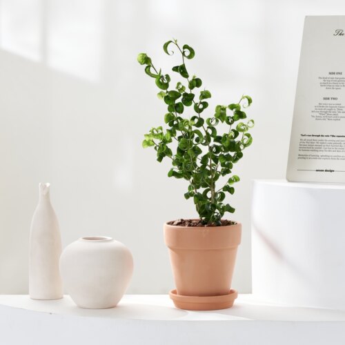 卷叶榕室内桌面巴洛克本杰明网红