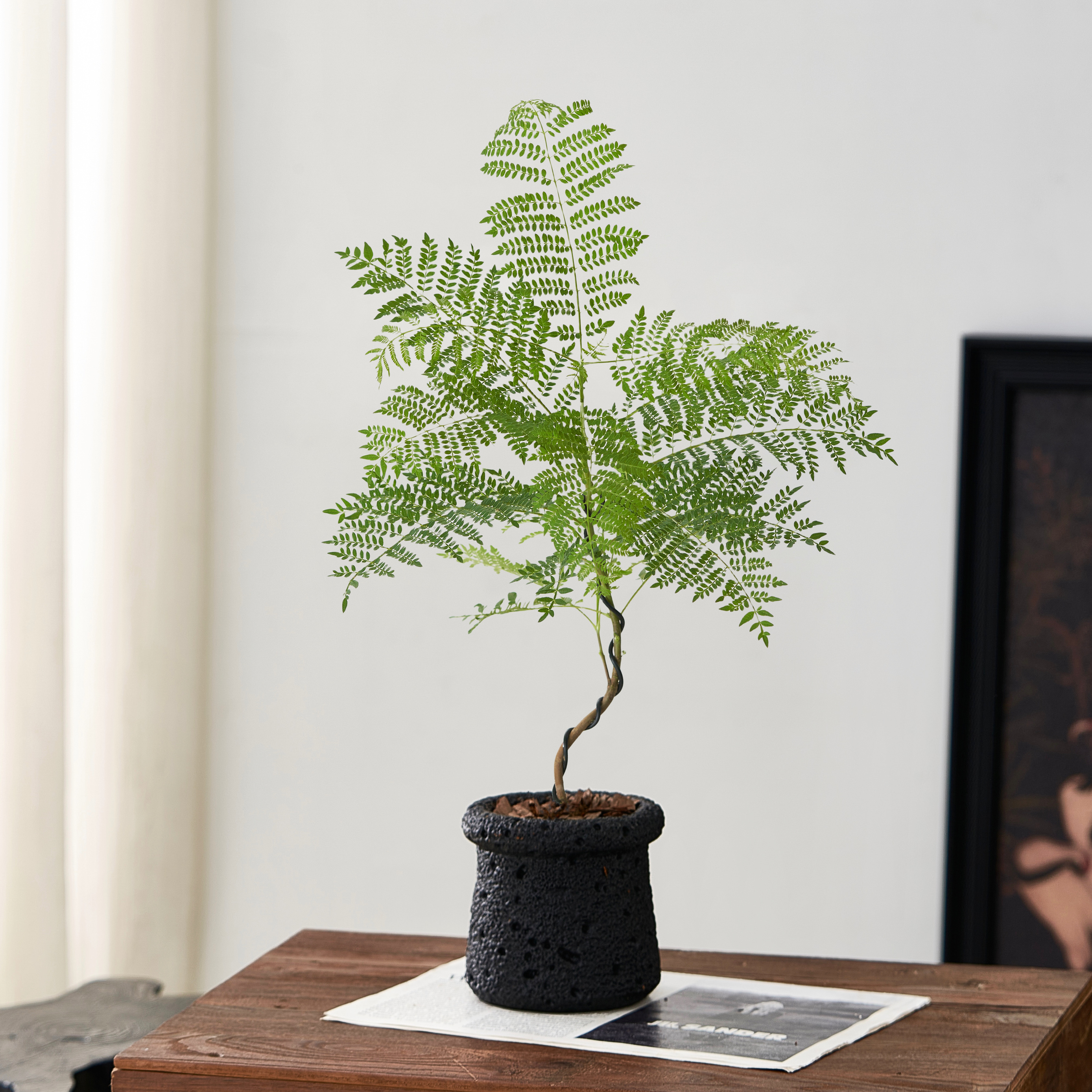 氛围感蓝花楹好养活室内净化空气