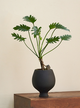 龙鳞小天使室内植物绿植北欧盆栽侘寂风玄关植物客厅桌面老桩盆景