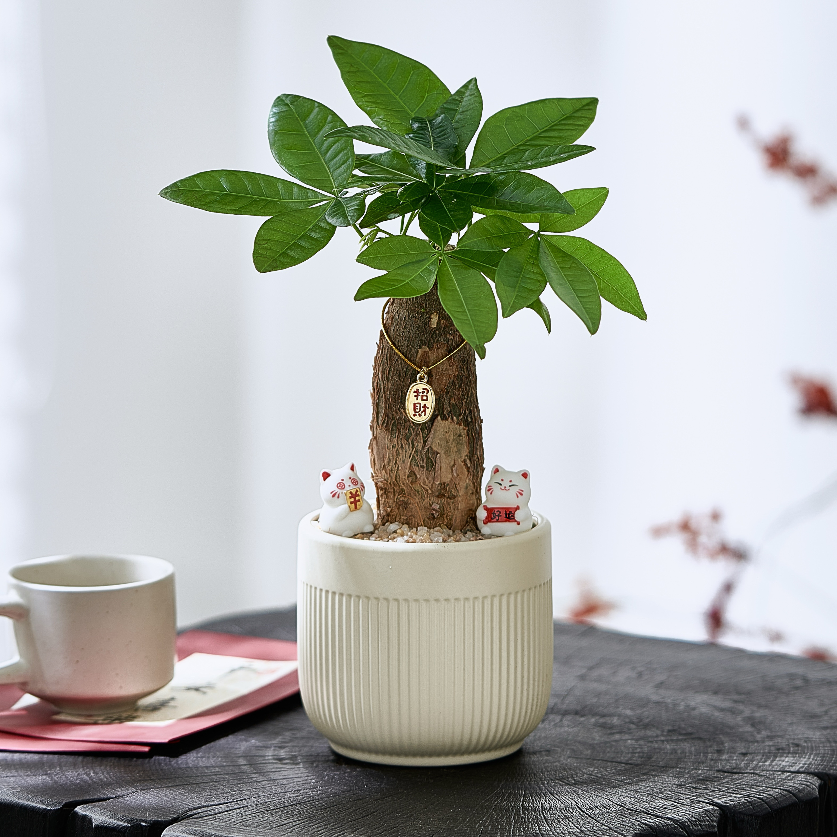 好运招财植物发财树室内桌面趣味