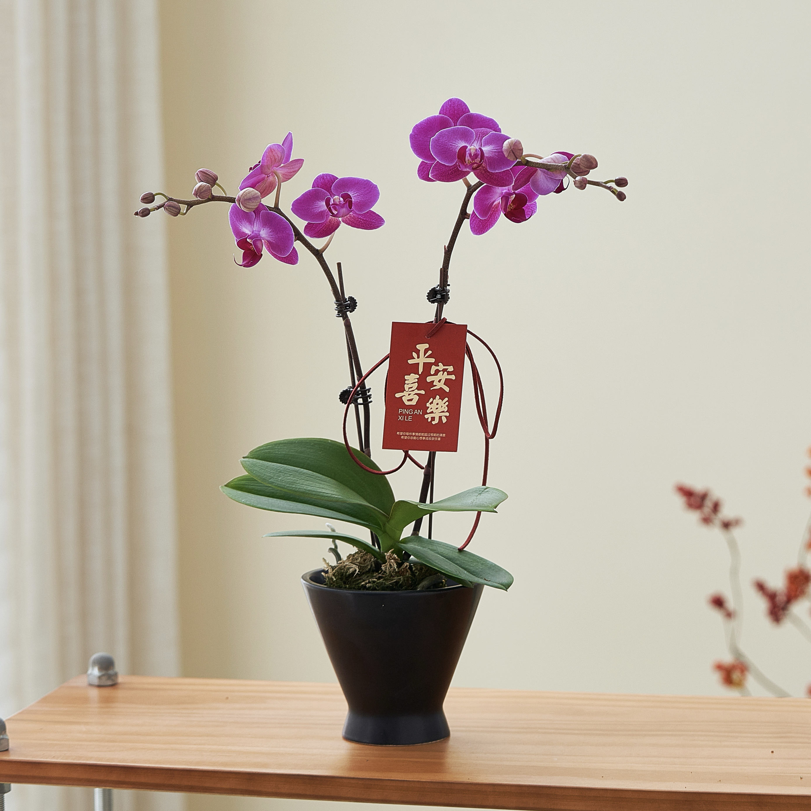 蝴蝶兰盆栽粉色花卉春节新年宵花