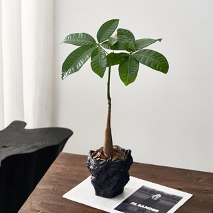 北欧风发财树盆栽中古室内桌面绿植摆件净化空气玄关客厅招财植物