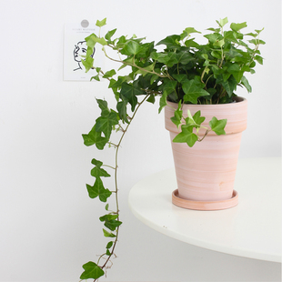 乐可植物 常春藤盆栽藤类攀爬绿植室内桌面客厅净化空气阳台好养
