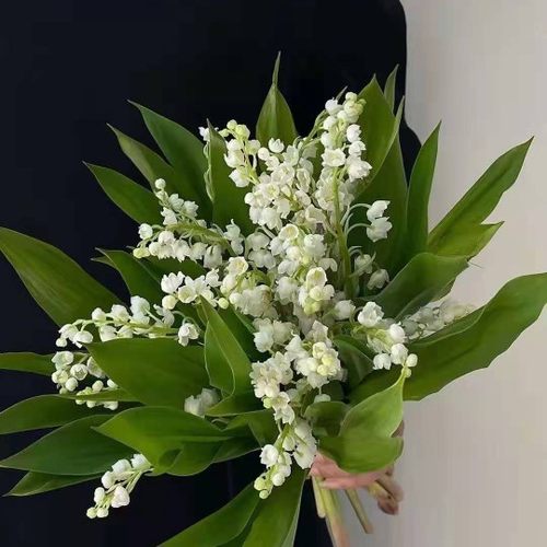 上海鲜花，来自荷兰进口25支一扎铃兰花新娘手捧花25公分
