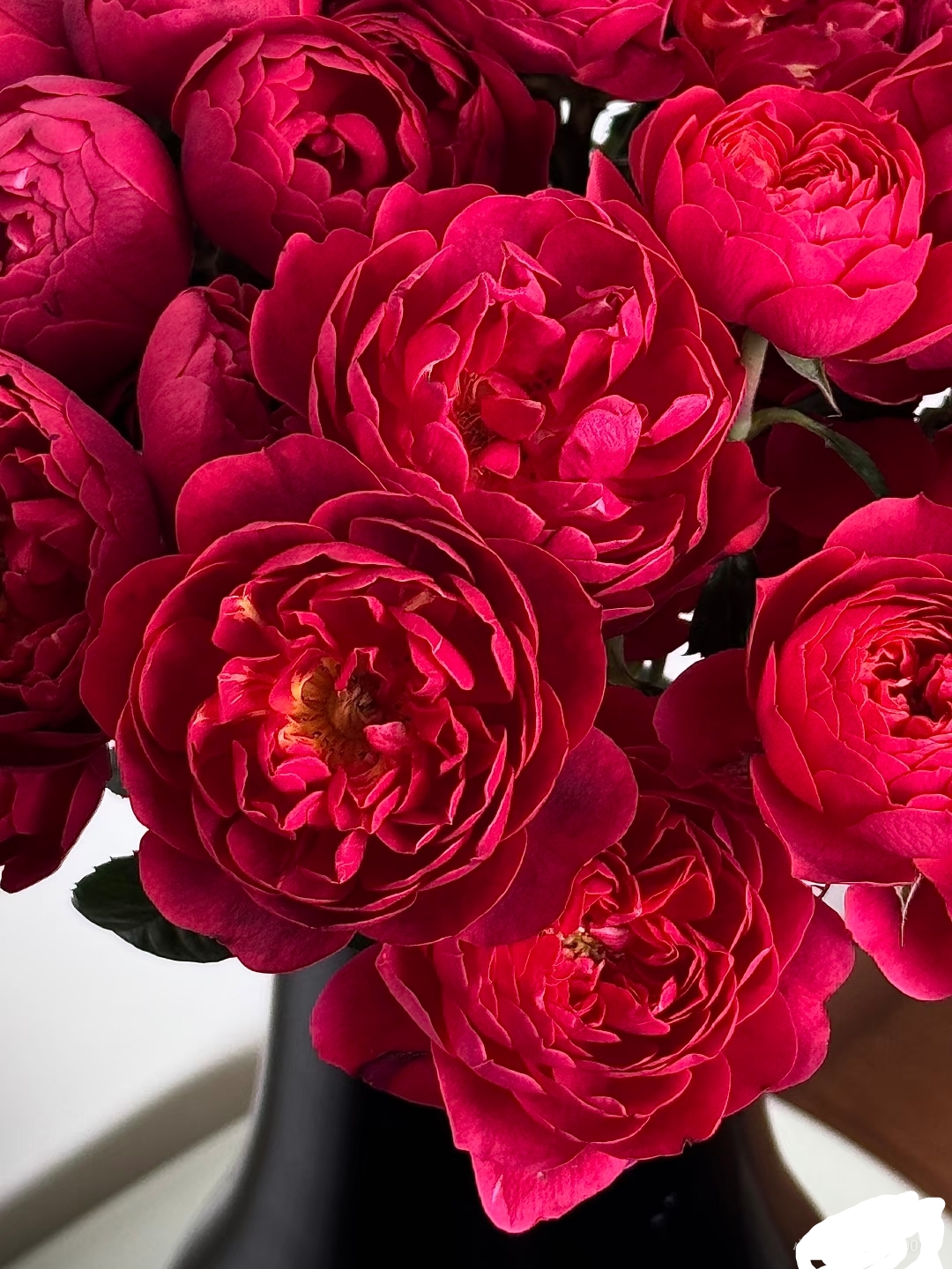 上海鲜花，多头绝色果汁花园玫瑰10支